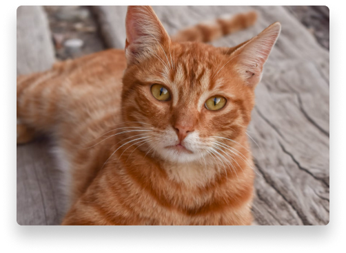 Imagem de um gato laranja